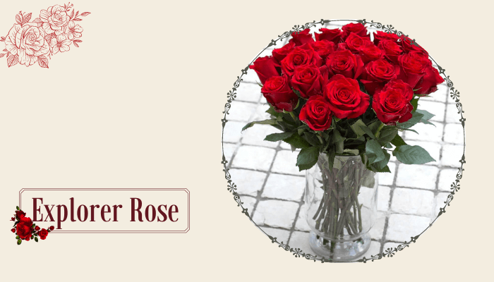 Explorer Rose
