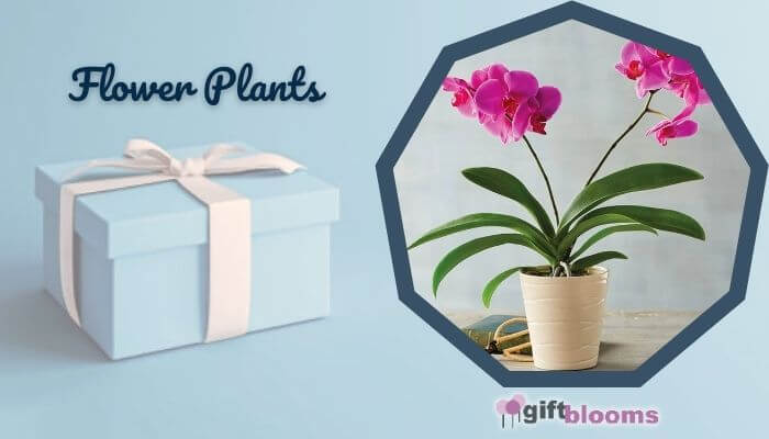 Flower Plants