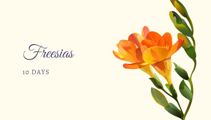 Freesias