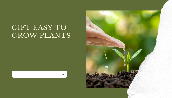 Gift Easy to Grow Plants
