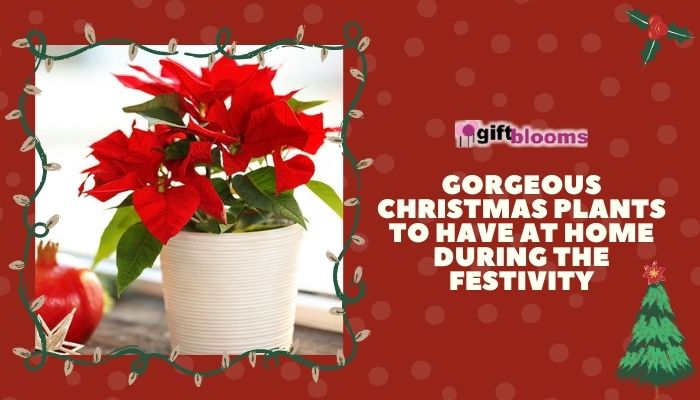 Christmas Plants