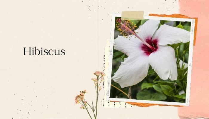 Hibiscus
