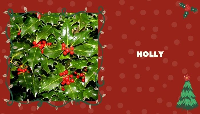 Holly