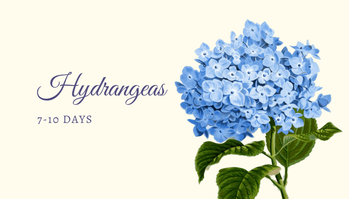 Hydrangeas