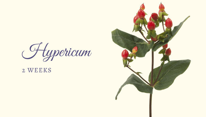 Hypericum