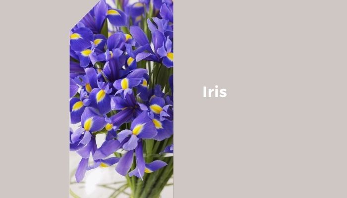 Iris