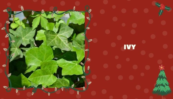 Ivy