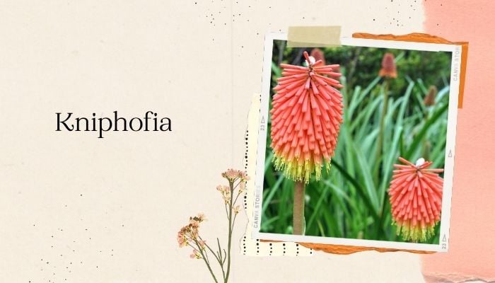 Kniphofia