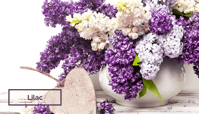 Lilac