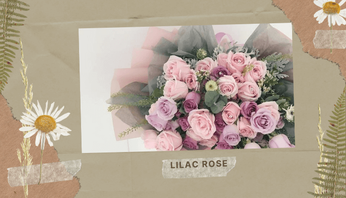 Lilac Rose