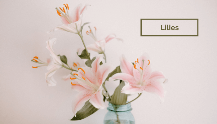 Lilies