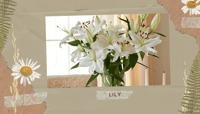 Lily
