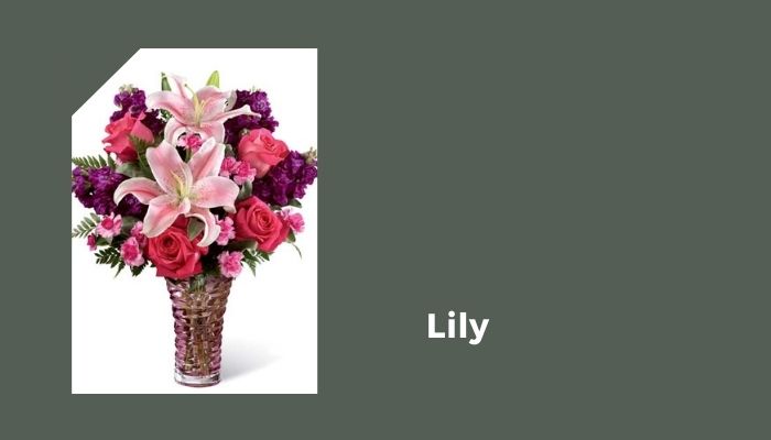Lily