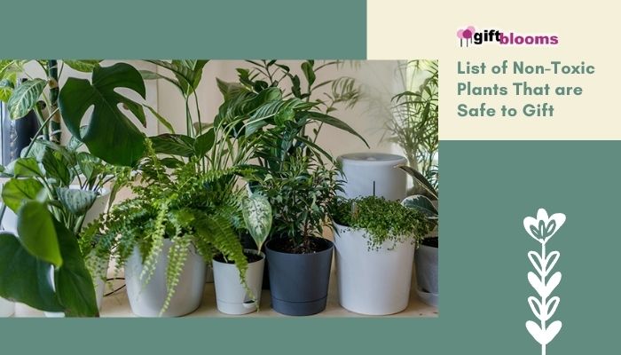 List of Non-Toxic Plants