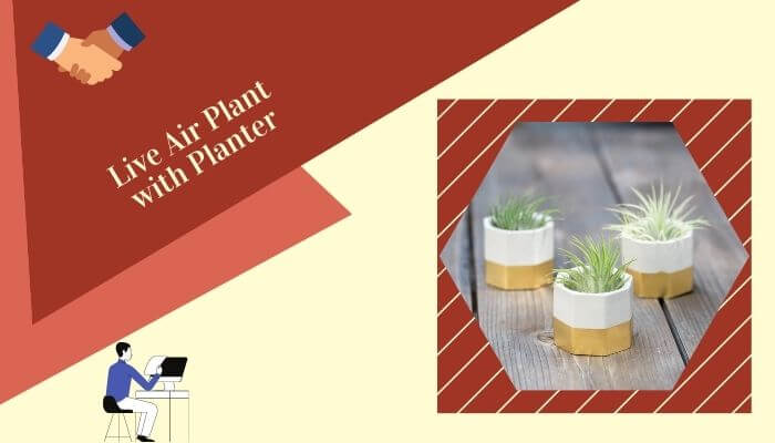 Live Air Plant with Planter