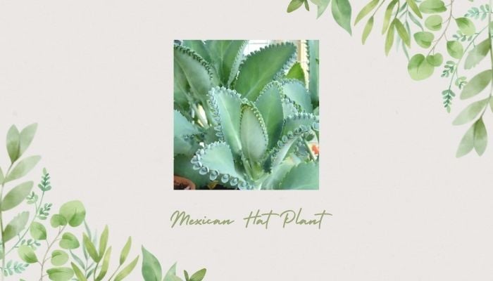 Mexican Hat Plant