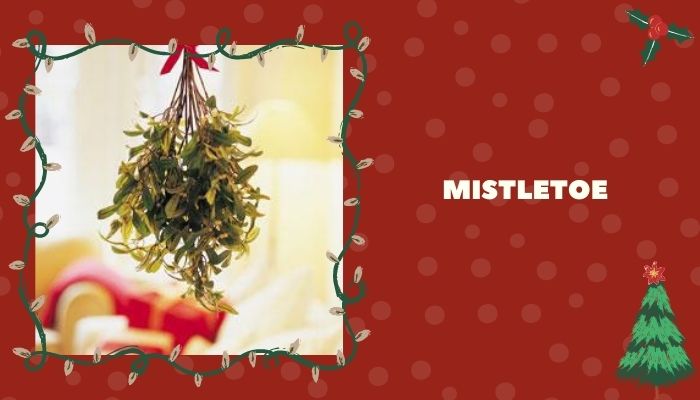 Mistletoe