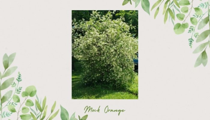 Mock Orange