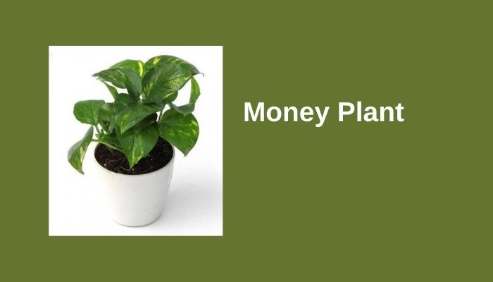 Money Plant Money Plant