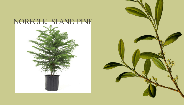 Norfolk Island Pine