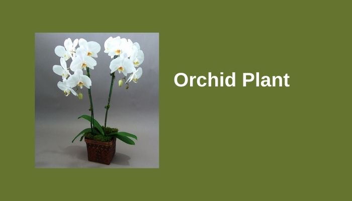 Orchid Plant Orchid Plant