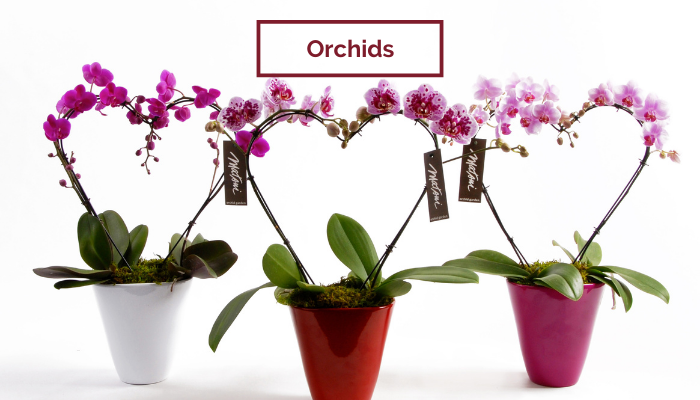 Orchids