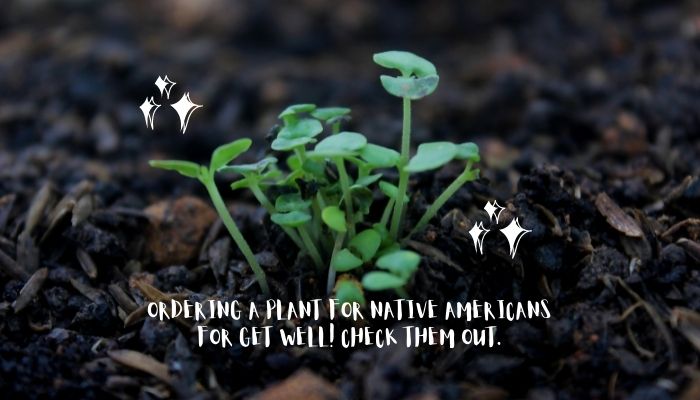 Plant For Native American