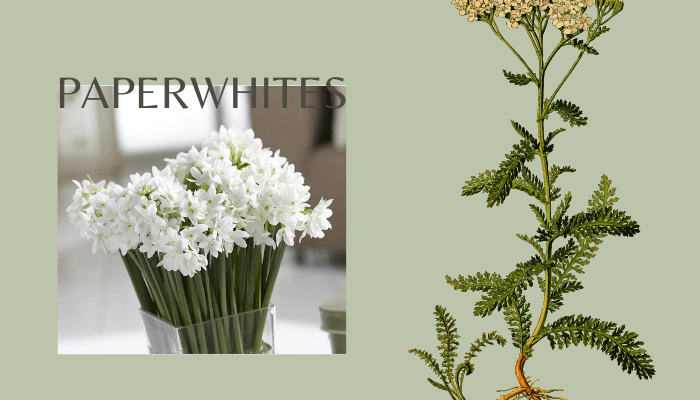 Paperwhites