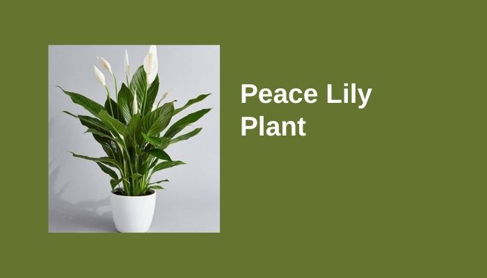 Peace Lily Plant Peace Lily Plant