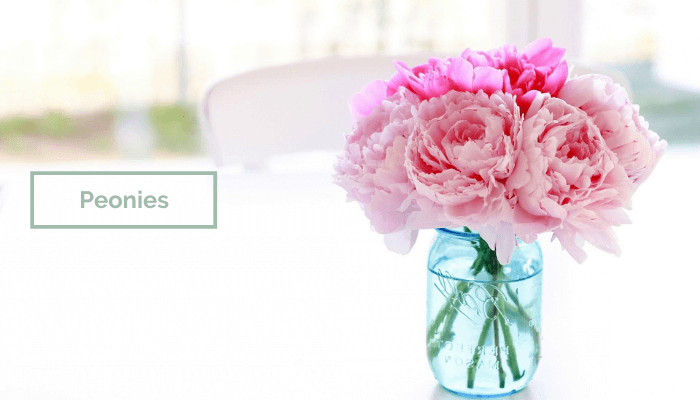 Peonies