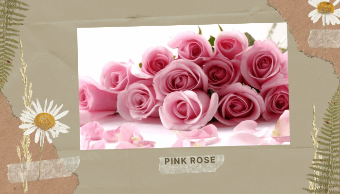 Pink Rose