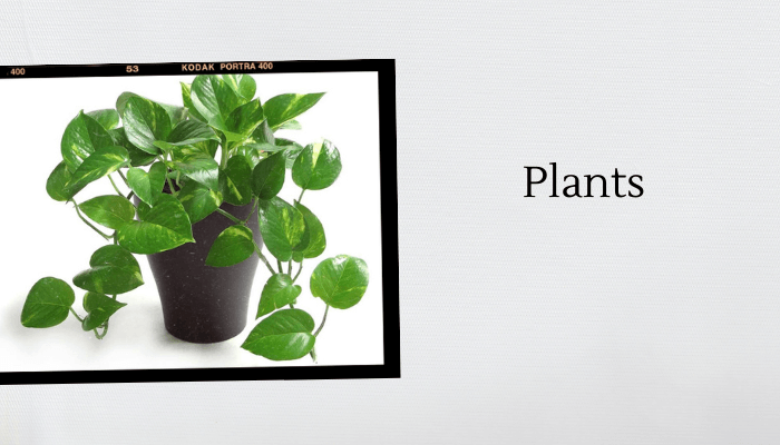 Plants