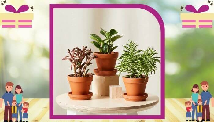 Plants