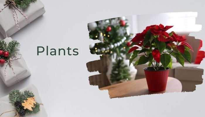 Plants