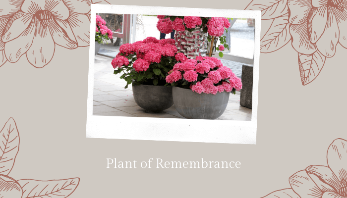 Plant of Remembrance