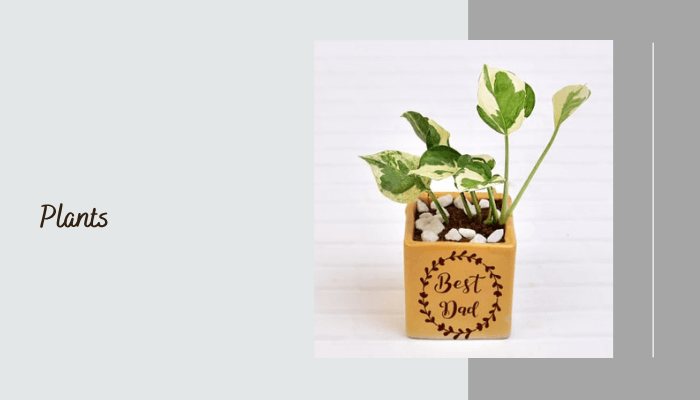 Plants