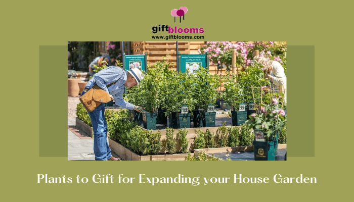 Plants to Gift