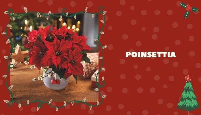 Poinsettia