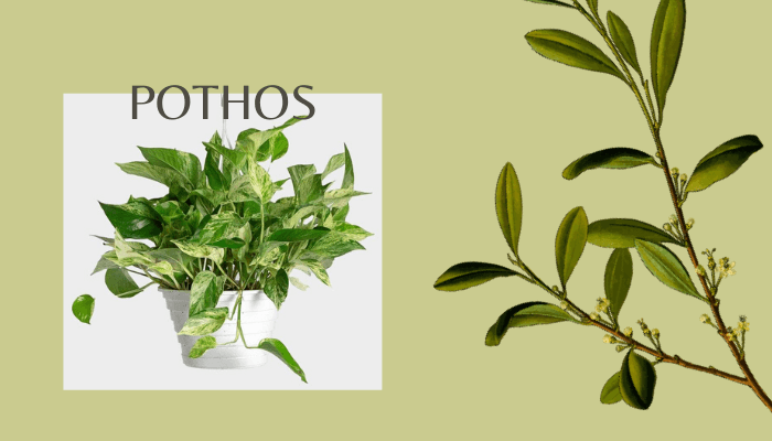Pothos