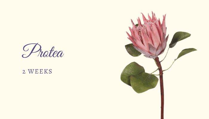 Protea