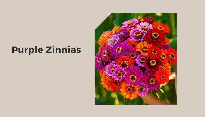 Purple Zinnias