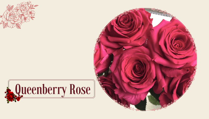 Queenberry Rose