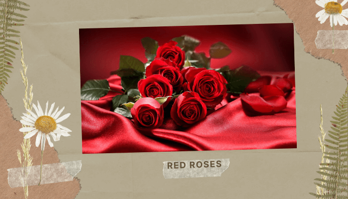 Red Roses
