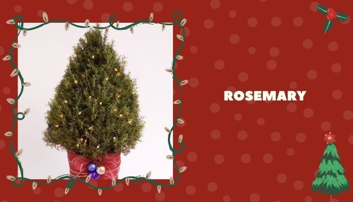 Rosemary
