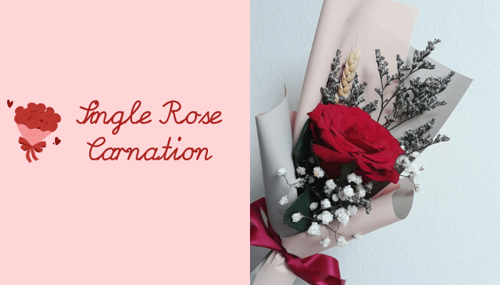Single Rose Carnation