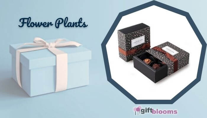 Small Chocolate Box
