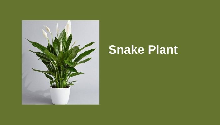 Snake Plant Snake Plant