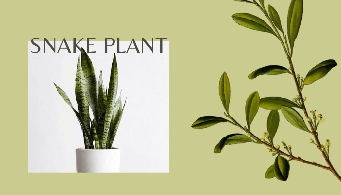 Snake Plant