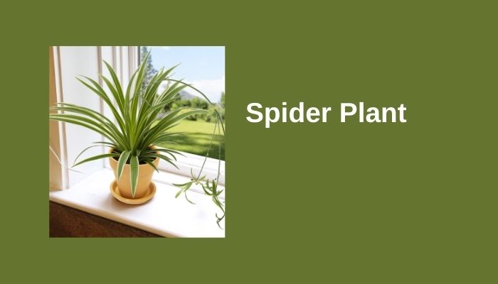 Spider Plant Spider Plant