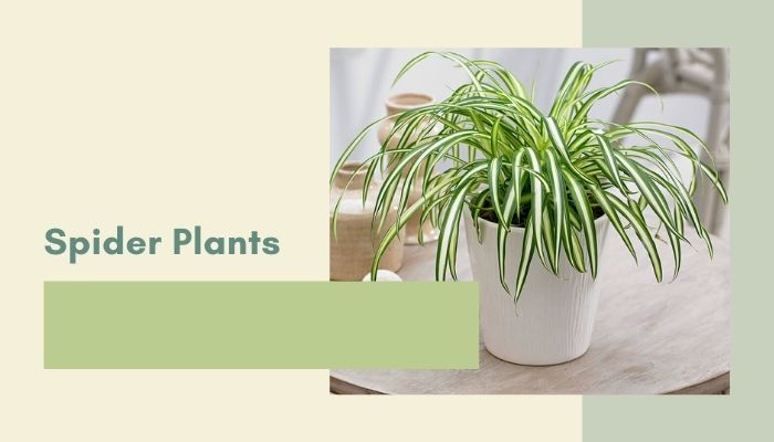 Spider Plants